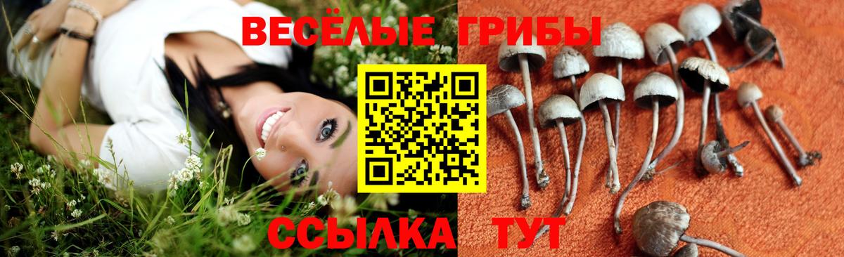 Псилоцибиновые грибы Psilocybe Будённовск